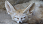The Best Animal Group
