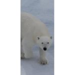 Fluffy polar bears