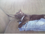 Cat are cool and awesome