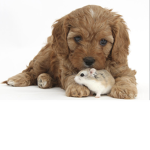 Hamster Puppies!