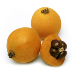 Loquat Studio