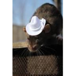 The Rat mafia (no cats!)