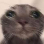 -Cats Studios-