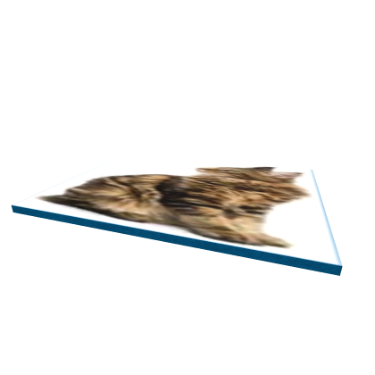 Carpet (cat)