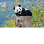 |+| Wild Life |+|