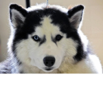 United Huskies Stand