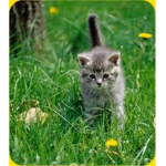 Kitty Kats Rule!