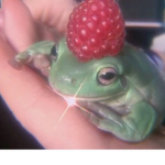 Frog aesthetic!