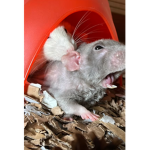 YASSIFIED RATS