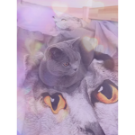 LUPIPUPI