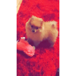 Muffin Styles