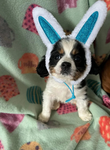 Bunny hanketh