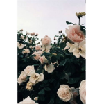 I have the best roses