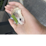 The leafy hamster