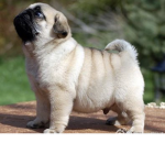 Pug love3719