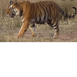 Tiger crow