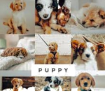 Puppy l o v e