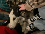 Hearts Fir Doggos <3