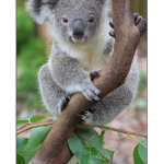 KoalaMeg