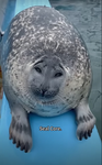 Seal fan place