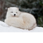 Fluffy Bois