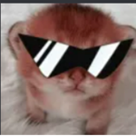 Gatito grupo real no fake!!!!