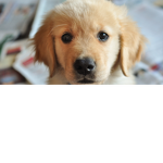 PUPPIES ARE THE BOM
