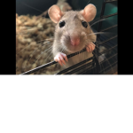 rats that try to raid but fail