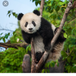 Pandalover123