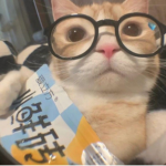 RISE CATS RISE