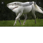 Shark horse