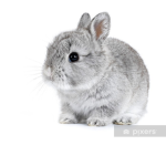 Roblox Lapins