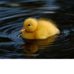 Ducky Ty Group