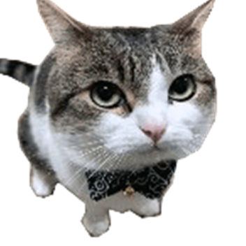 cat tennis