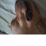 Doggo is chonck