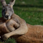 big kangaroo squad