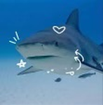 Sharky cult!
