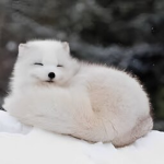 |The Arctic Fox Club|