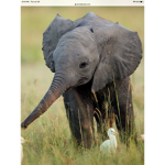 Elle the Elephant fan club