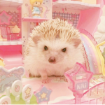 rybee.ss