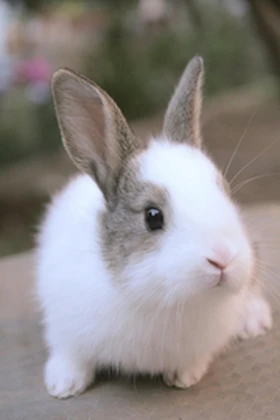 MAGICAL BUNNII SQUAD! Roblox group icon