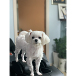 시온