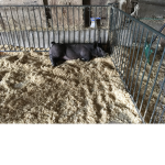 Wolf land farms