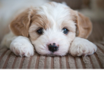 ThePuppyGods