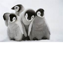 Penguin funny Hangout!