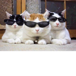 Die_coolen_Katzeeeeeeeeeeeeeen