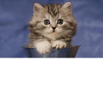 Cat Mega Fans