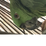 Sebastian pink bird club