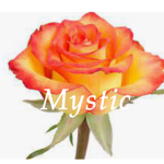 .Mystic Dreams.