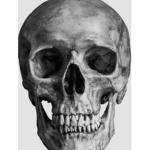 Shadow skull crew